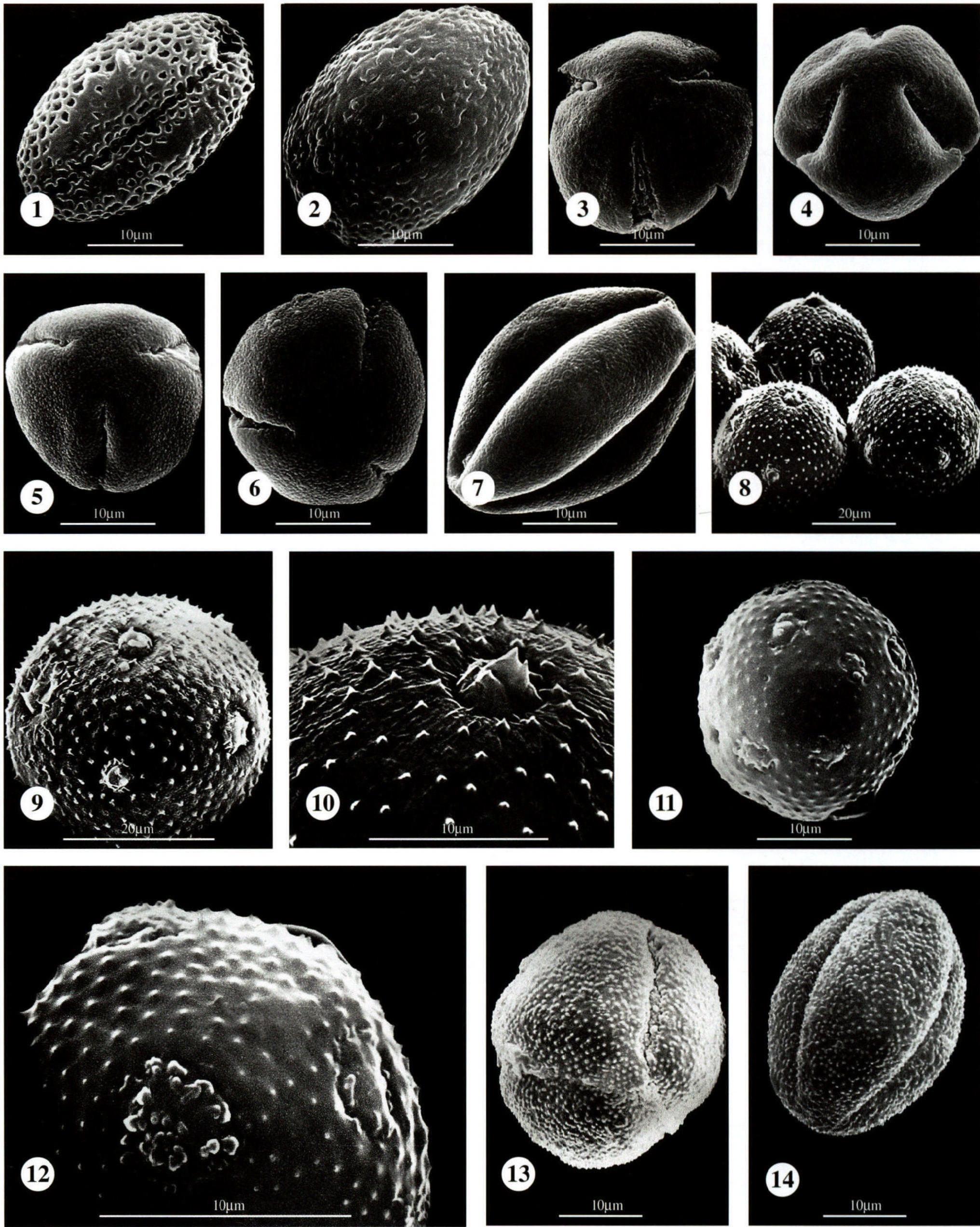 图版12 十字花科 Cruciferae；堇菜科 Violaceae；石竹科 Caryophyllaceae；番杏科 Ficoidaceae(=Aizoaceae)